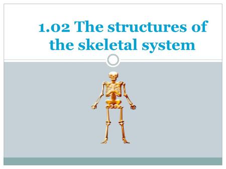1.02 The structures of the skeletal system. Bone Formation 1.02 Remember the structures of the skeletal system 2 Osteocytes= mature bone cells TWO TYPES.