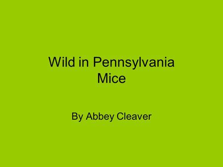 Wild in Pennsylvania Mice