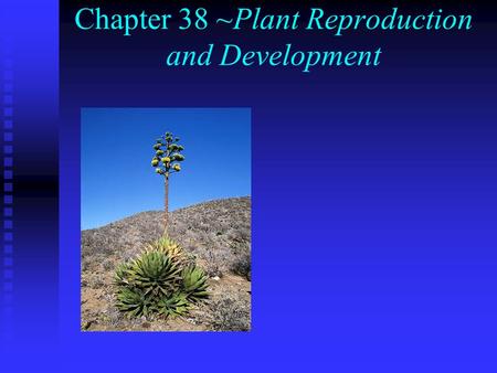 Chapter 38 ~Plant Reproduction and Development. I. Sexual Reproduction n A. Alternation of generations: haploid (n) and diploid (2n) generations take.