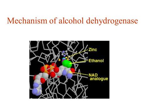 Mechanism of alcohol dehydrogenase