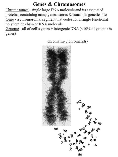 Genes & Chromosomes Chromosomes - single large DNA molecule and its associated proteins, containing many genes; stores & transmits genetic info Gene -