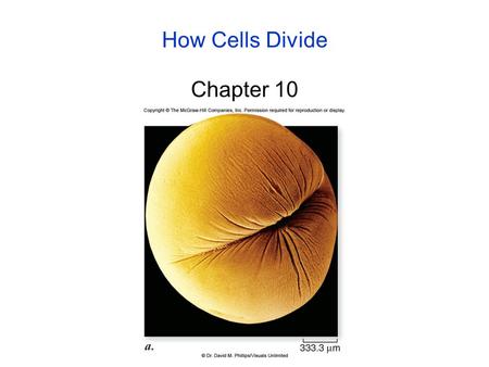 How Cells Divide Chapter 10. 2 Bacterial Cell Division Bacteria divide by binary fission: -the single, circular bacterial chromosome is replicated; -replication.