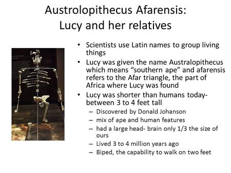 Austrolopithecus Afarensis: Lucy and her relatives Scientists use Latin names to group living things Lucy was given the name Australopithecus which means.