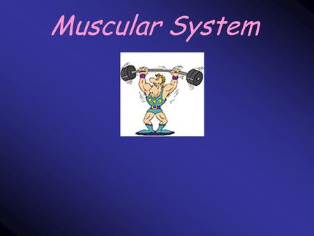 Muscular System. Facts about muscles… A skeleton cannot move by itself > 40% of the mass of the average human body is muscle Found everywhere in your.