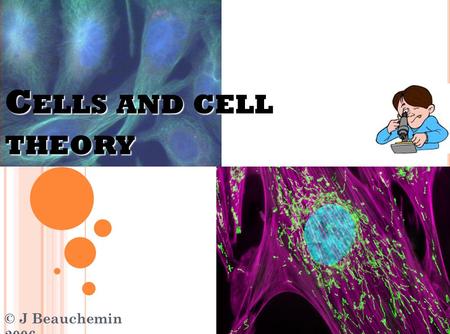 C ELLS AND CELL THEORY © J Beauchemin 2006 C HARACTERISTICS OF L IVING T HINGS ….( A REVIEW ) are made up of cells (organization). respond to the environment.