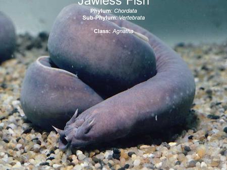 Jawless Fish Phylum: Chordata Sub-Phylum: Vertebrata Class: Agnatha.