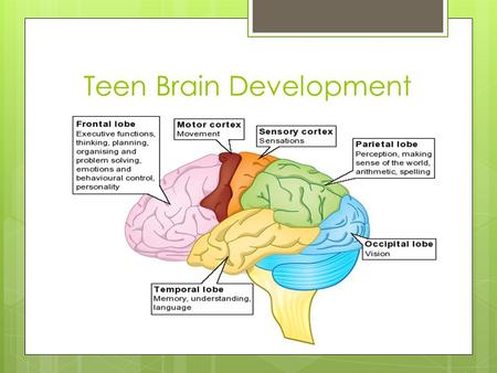 Teen Brain Development. Autobiographical and Emotional Memory.
