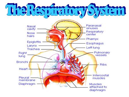 The Respiratory System: Is a body system that provides the body with Oxygen and Removes Carbon Dioxide.