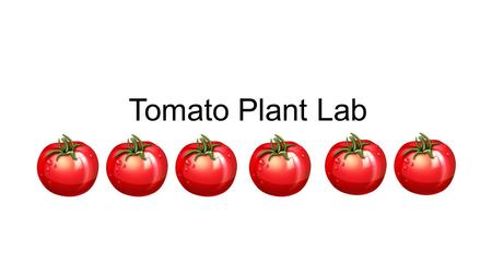 Tomato Plant Lab. Question: What caused tomato plant A to grow higher than tomato plant B and C? AB Objective: To determine what caused the tomato plant.