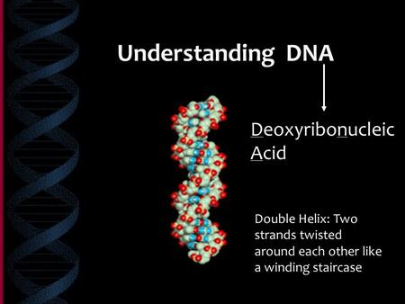 Understanding DNA Deoxyribonucleic Acid Double Helix: Two strands twisted around each other like a winding staircase.