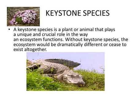 KEYSTONE SPECIES A keystone species is a plant or animal that plays a unique and crucial role in the way an ecosystem functions. Without keystone species,