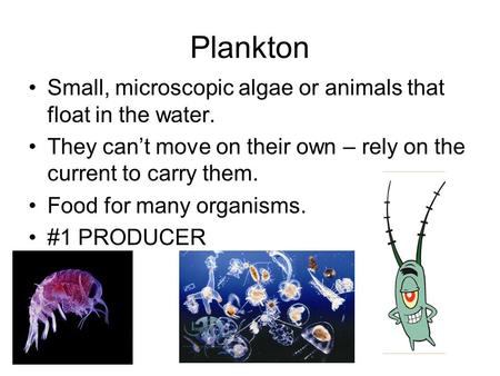 Plankton Small, microscopic algae or animals that float in the water. They can’t move on their own – rely on the current to carry them. Food for many organisms.