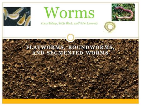 FLATWORMS, ROUNDWORMS, AND SEGMENTED WORMS Worms (Lexy Bishop, Kellie Black, and Violet Lawson)