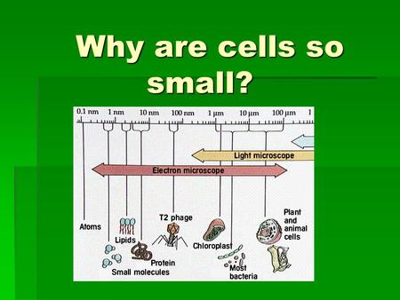 Why are cells so small? Why are cells so small?. 1. Cells HAVE to be small to be efficient I.) What limits the size of a cell?  Most living cells are.