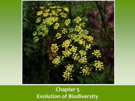 Chapter 5 Evolution of Biodiversity. Earth is home to a tremendous diversity of species Ecosystem diversity- the variety of ecosystems within a given.