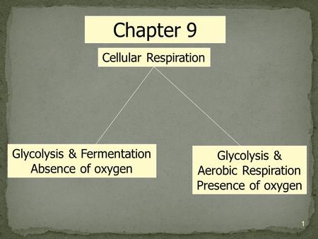 Cellular Respiration Glycolysis & Fermentation Absence of oxygen Glycolysis & Aerobic Respiration Presence of oxygen Chapter 9 1.