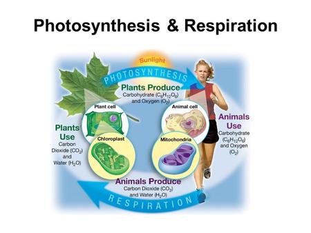 Photosynthesis & Respiration. Cell Energy (Photosynthesis and Respiration) Energy: Energy for living things comes from food. Originally, the energy in.