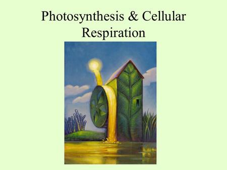 Photosynthesis & Cellular Respiration. Objectives 1.Identify the reactants and products of photosynthesis and cellular respiration 2.Understand the.