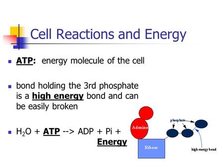Cell Reactions and Energy ATP: energy molecule of the cell bond holding the 3rd phosphate is a high energy bond and can be easily broken H 2 O + ATP -->