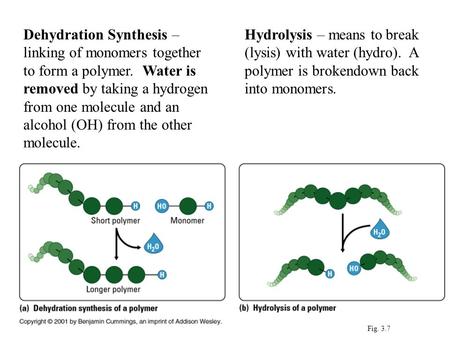 Dehydration Synthesis – linking of monomers together to form a polymer