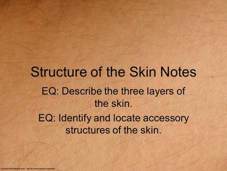 Structure of the Skin Notes EQ: Describe the three layers of the skin. EQ: Identify and locate accessory structures of the skin.