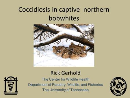 Coccidiosis in captive northern bobwhites