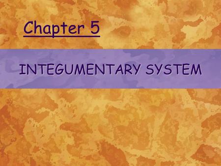 INTEGUMENTARY SYSTEM Chapter 5. THE INTEGUMENT AND ITS RELATIONSHIP TO MICROORGANISMS Most skin bacteria are associated with hair follicles or sweat glands.