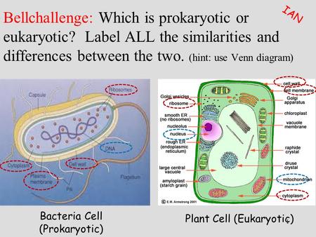 Bellchallenge: Which is prokaryotic or eukaryotic? Label ALL the similarities and differences between the two. (hint: use Venn diagram) Bacteria Cell (Prokaryotic)
