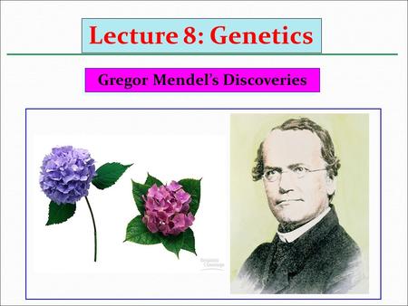 Gregor Mendel’s Discoveries Lecture 8: Genetics. He was born in 1822 in Austria النمسا. In 1854, Mendel began his classic experiments with the garden.