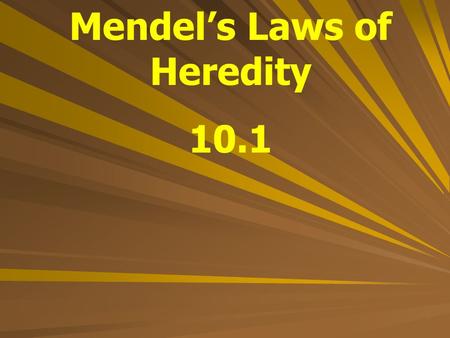 Mendel’s Laws of Heredity 10.1. Gregor Mendel An Austrian monk who studied heredity through pea plants “Father of Genetics”