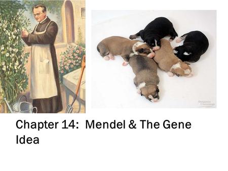 Chapter 14: Mendel & The Gene Idea