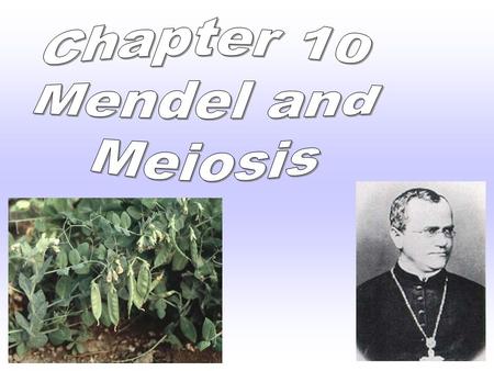 I. Gregor Mendel A. Mendel performed 1 st experiments in heredity -the passing on of characteristics from parents to offspring. B. Mendel’s work founded.