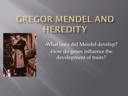 What laws did Mendel develop? How do genes influence the development of traits?
