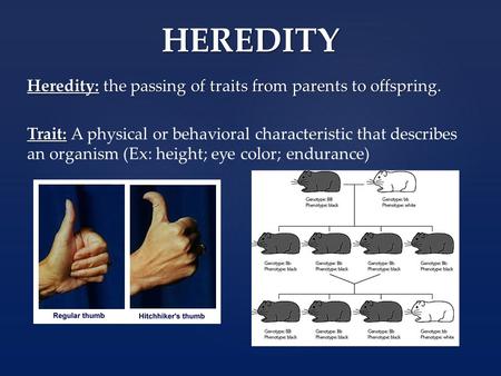 HEREDITY Heredity: the passing of traits from parents to offspring. Trait: Trait: A physical or behavioral characteristic that describes an organism (Ex: