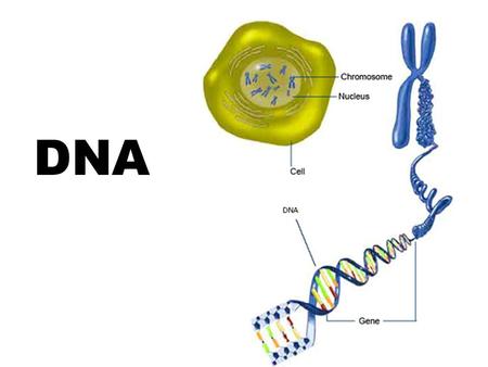 DNA. History of DNA Early scientists thought protein was the cell’s hereditary material because it was more complex than DNA Proteins were composed of.