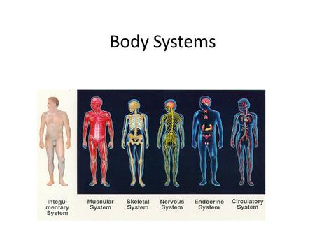 Body Systems.