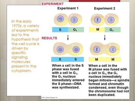 In the early 1970s, a variety of experiments led to the hypothesis that the cell cycle is driven by specific signaling molecules present in the cytoplasm.