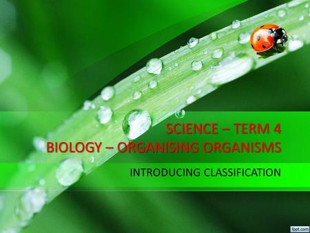 SCIENCE – TERM 4 BIOLOGY – ORGANISING ORGANISMS INTRODUCING CLASSIFICATION.