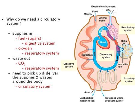 Why do we need a circulatory system?
