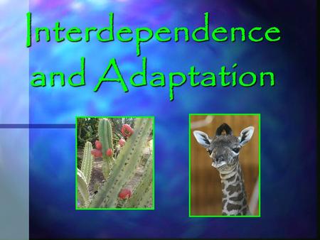 Interdependence and Adaptation. In this topic we will learn more about how…..