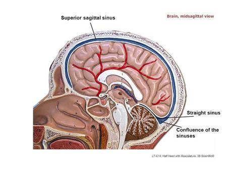 Superior sagittal sinus Straight sinus Confluence of the sinuses.