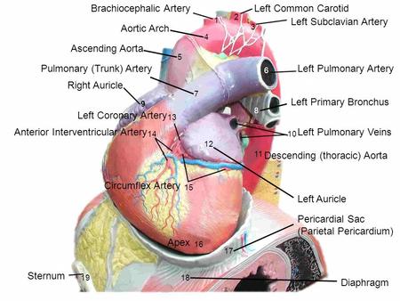 1 2 3 4 5 6 7 8 9 10 11 12 13 14 15 16 17 1819 Brachiocephalic ArteryLeft Common Carotid Left Subclavian Artery Aortic Arch Ascending Aorta Left Pulmonary.