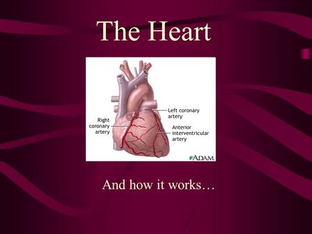 The Heart And how it works….