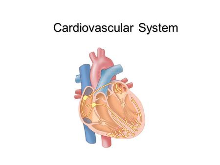 Cardiovascular System. The Cardiovascular System Functions of the Cardiovascular System: Cardiovascular System Components: