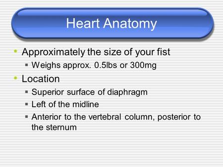 Heart Anatomy Approximately the size of your fist  Weighs approx. 0.5lbs or 300mg Location  Superior surface of diaphragm  Left of the midline  Anterior.