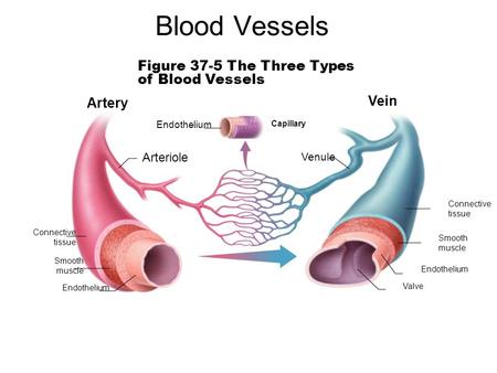 Blood Vessels Figure 37-5 The Three Types of Blood Vessels Vein Artery