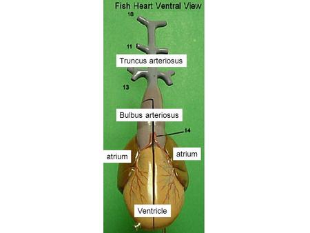 Atrium Ventricle Bulbus arteriosus Truncus arteriosus.