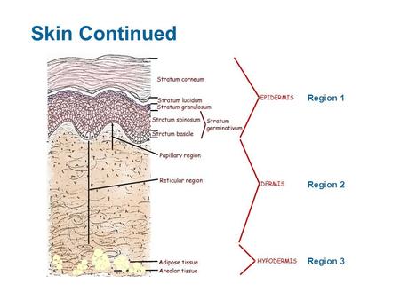 Skin Continued Region 1 Region 2 Region 3. Dermis (Region 2) Structure – Collagen and elastic fibers located throughout the dermis Collagen fibers give.