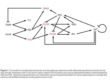 Figure 1: The model for crosstalk between the Gαi and Gαq pathways depends on both differential specificity and activity for Gαi, Gαq and Gβγ interactions.