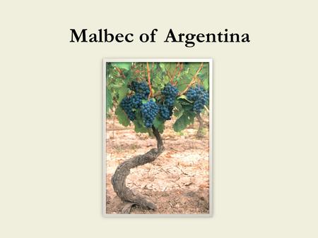 Malbec of Argentina. The Extended Family Boursiquot et al., 2008.